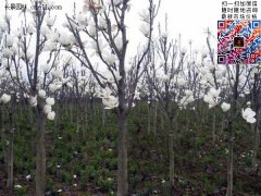 沭陽白玉蘭2022年的新報(bào)價(jià)