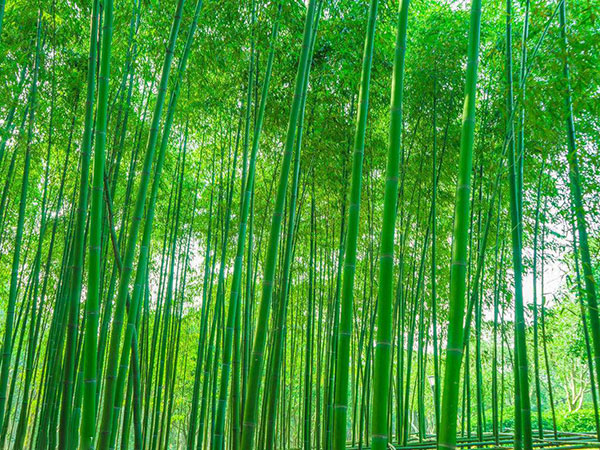 青竹苗竹子園林植物 青竹苗竹子園林植物
