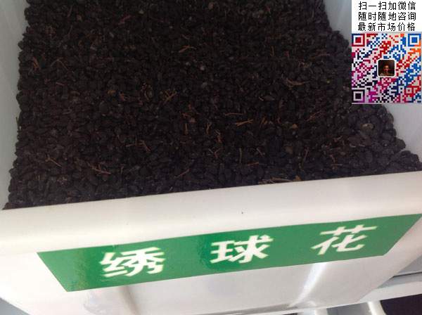 繡球花種子 繡球花種子