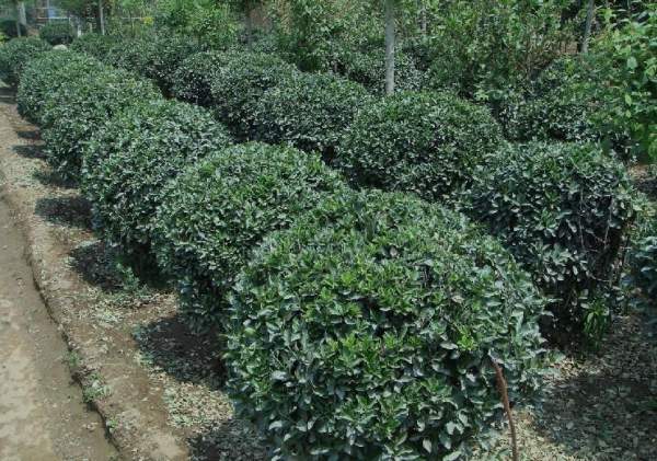 大葉黃楊行情 大葉黃楊行情