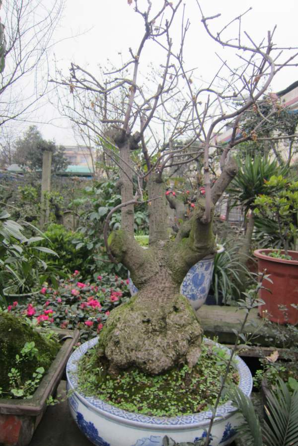 臘梅盆景 臘梅盆景