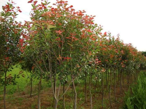 綠化苗木采購過程中需要注意哪些？