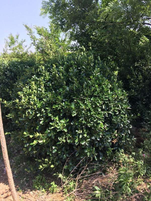 大葉黃楊是不是冬青 大葉黃楊是不是冬青