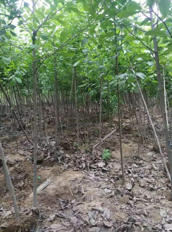 4公分白玉蘭 4公分白玉蘭