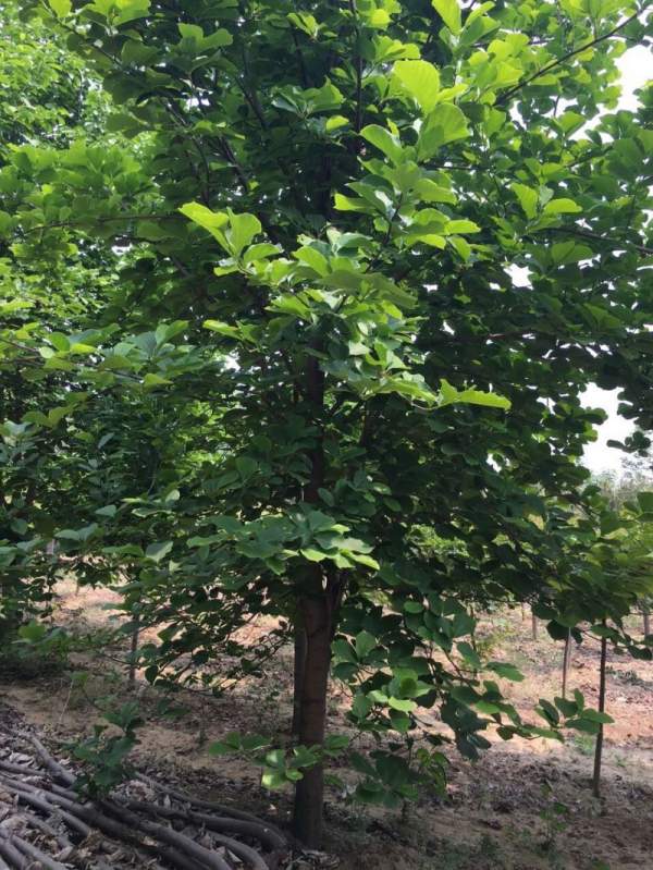 紫玉蘭樹圖片 紫玉蘭樹圖片