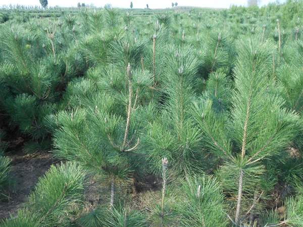 黑松種子什么時候種好，怎么種發芽率高？