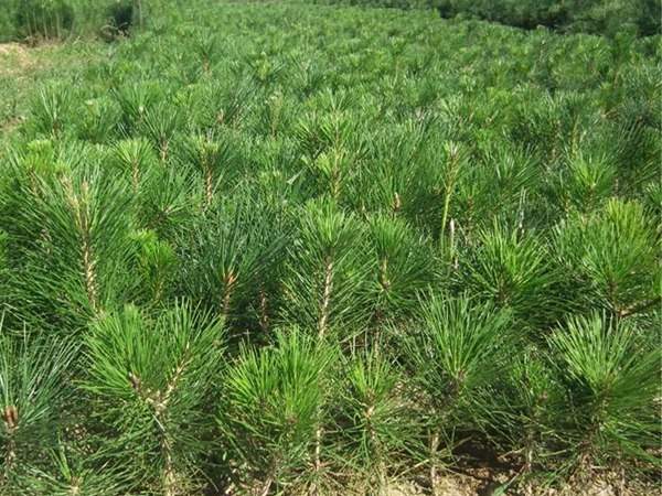 黑松種子什么時候種好，怎么種發芽率高？