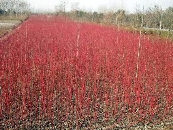 紅瑞木可以用來做綠籬嗎？