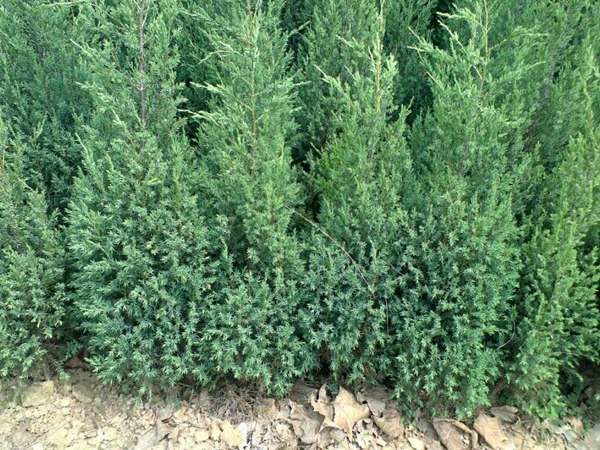 刺柏產區都有哪些地方?