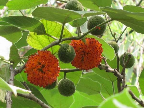 構樹的果實能吃嗎？