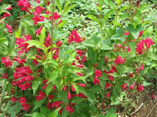 紅王子錦帶價(jià)格大幅上漲，存量不足是主因