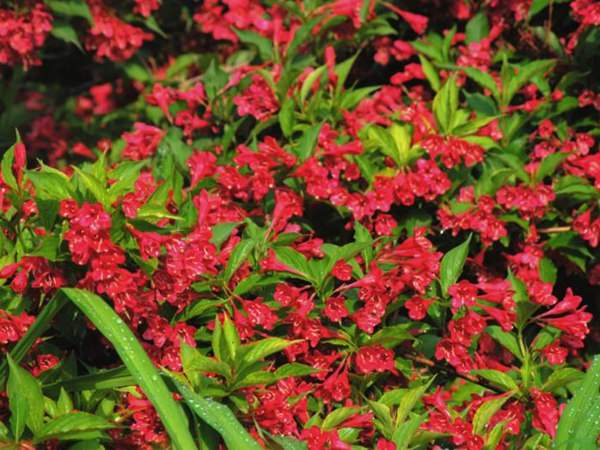 紅王子錦帶價(jià)格大幅上漲，存量不足是主因