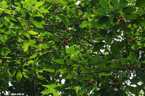 構(gòu)樹繁殖快 構(gòu)樹繁殖快