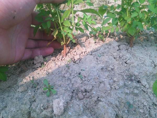 準備嫁接 準備嫁接