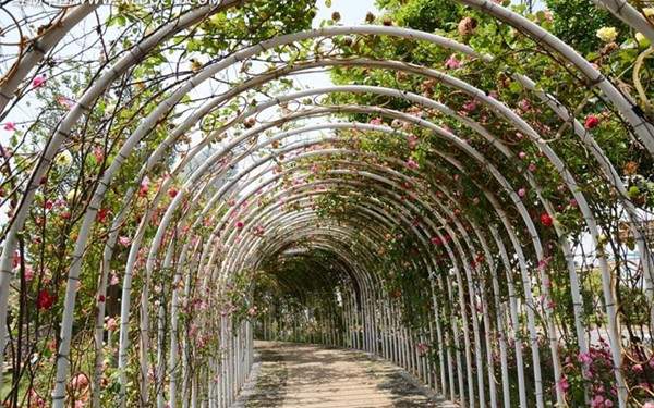 藤本月季棚架 藤本月季棚架