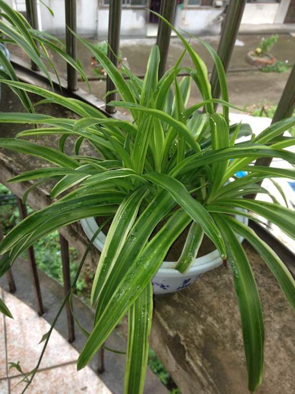 金邊麥冬盆栽 金邊麥冬盆栽