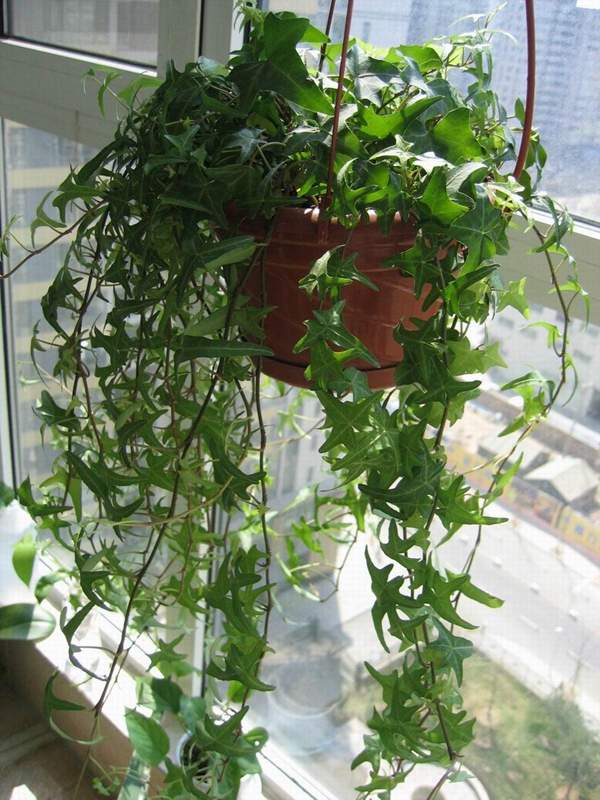 外掛垂直造型常春藤盆景 外掛垂直造型常春藤盆景