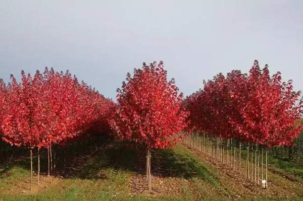 美國紅楓 美國紅楓