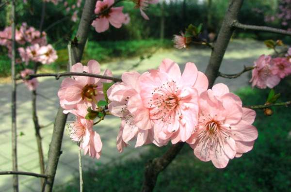 粉色紅梅 粉色紅梅