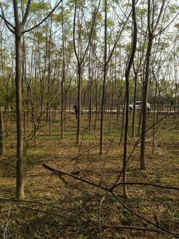 供應(yīng)8公分9公分10公分苦楝樹 供應(yīng)8公分9公分10公分苦楝樹