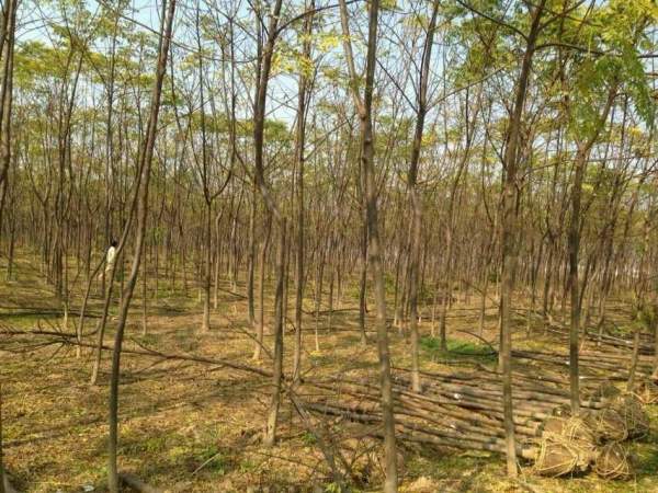 供應(yīng)8公分9公分10公分苦楝樹 供應(yīng)8公分9公分10公分苦楝樹