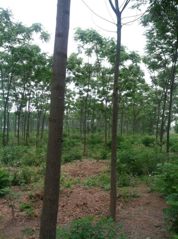 供應(yīng)8公分9公分10公分苦楝樹 供應(yīng)8公分9公分10公分苦楝樹