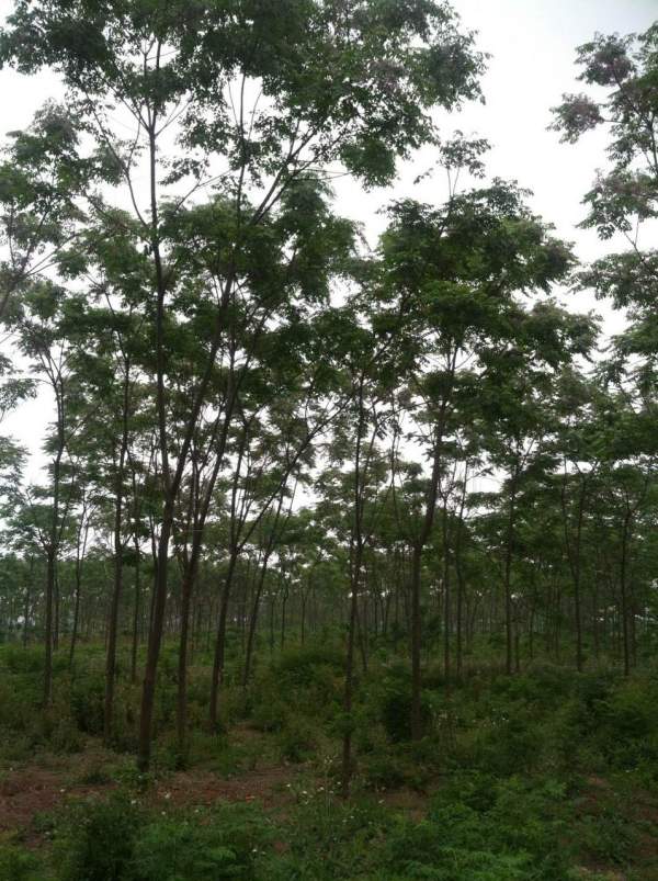 供應(yīng)8公分9公分10公分苦楝樹 供應(yīng)8公分9公分10公分苦楝樹