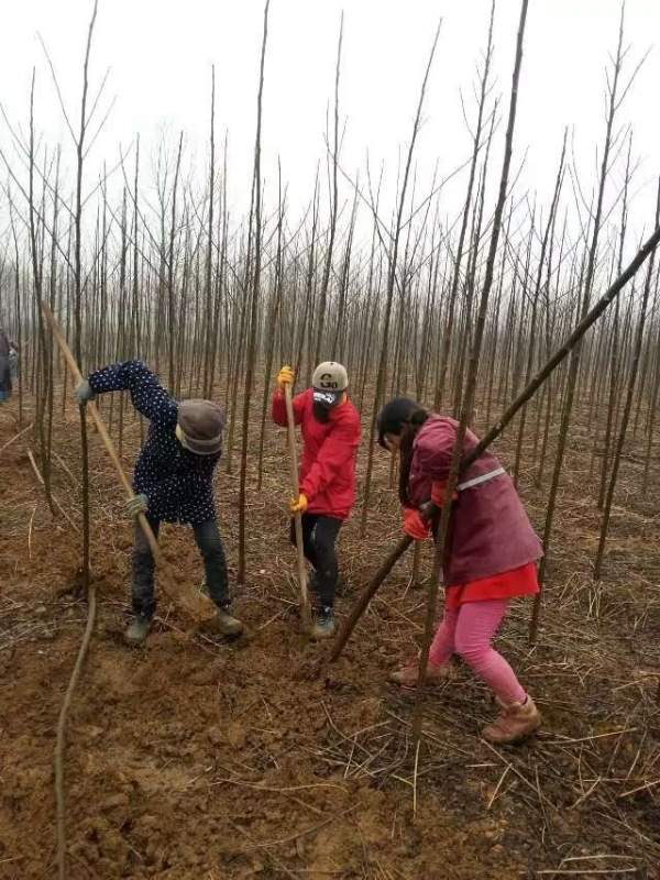 3公分4公分苦楝樹苗 3公分4公分苦楝樹苗