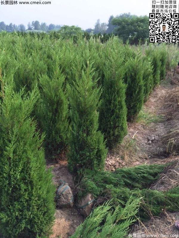 高度1.2米1.3米蜀檜 高度1.2米1.3米蜀檜