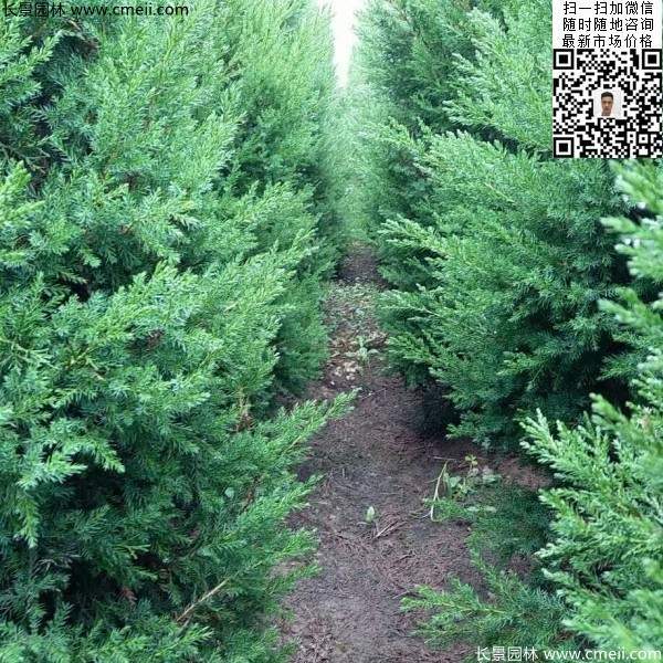 高度50公分60公分70公分蜀檜大量批發供應 高度50公分60公分70公分蜀檜大量批發供應