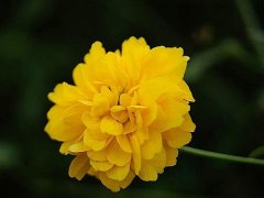 重瓣棣棠價格哪里便宜？產地在哪里？