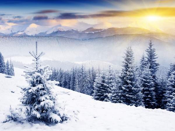 見(jiàn)過(guò)這樣的雪松造型樹(shù)嗎？美到你想不到