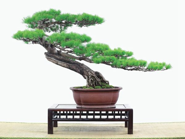 有著百變?cè)煨椭醯奈遽標(biāo)墒窃鯓訜挸傻?/><br/></div><p><strong>(1）取、審材</strong><br/>我國(guó)引種栽培五針?biāo)桑捎诮Y(jié)實(shí)少，且多發(fā)育不良，種粒<a href='http://www.rooror.cn/huahaijianshe/138890.html' target='_blank'>發(fā)芽率</a>低，故多采用嫁接法繁殖。<br/>盆栽五針?biāo)桑侵谱魑遽標(biāo)膳杈暗闹饕牧稀Ｋ母Γ煞耧@露，樁干有無(wú)彎度，哪些地方突出好看，都要仔細(xì)審視一番。通過(guò)審材，找出好觀賞面。五針?biāo)捎^賞價(jià)值高低，在于姿色的奇妙與否。通過(guò)審材，進(jìn)行藝術(shù)取舍，決定部分根、枝、干、針葉的去留。<br/><strong>(2）上盆</strong><br/>①選盆：五針?biāo)勺藨B(tài)清秀古雅、翠葉蔥籠，宜用外型古雅，色澤深沉的紫砂陶盆。懸崖式用中深圓形盆或正方盆；斜干式、直干式則用長(zhǎng)方形盆或橢圓盆；曲干式用稍深的馬槽盆；合栽式用較淺長(zhǎng)方形盆，其大小可視樹形而選定。<br/>②用土：栽植五針?biāo)傻呐柰烈擞觅|(zhì)地疏松、肥沃的微酸性土，按輕壤60%，砂土3o%a與腐殖土to％的比例以及腐熟餅肥1份混合使用，PH值5-6最宜。<br/>③栽植：五針?biāo)缮吓柙灾惨源杭拘氯~吐芽前3月左右最好，也可在秋季新枝成長(zhǎng)后8月中旬至9月進(jìn)行。上盆前修剪傷根、爛根，剪短粗根，在剪口上涂蠟，以防松脂外流。栽時(shí)盆土要稍干，盆底墊一層碎瓦片及粗砂之類，以利排水透氣。<br/>④造型與布局：五針?biāo)芍l自然形成層片，層次分明，線條清晰；生長(zhǎng)緩慢，枝干上無(wú)不定芽萌發(fā)，因此不耐修剪。粗枝不易屈曲，蟠扎造型必須從幼齡樹開始，五針?biāo)稍煨蛻?yīng)以吊扎為主，結(jié)合修剪，作為基本方法。<br/>制作五針?biāo)膳杈埃推渌?盆栽五針?biāo)桑侵谱魑遽標(biāo)膳杈暗闹饕牧稀Ｋ母Γ煞耧@露，樁干有無(wú)彎度，哪些地方突出好看，都要仔細(xì)審視一番。通過(guò)審材，找出好觀賞面。五針?biāo)捎^賞價(jià)值高低，在于姿色的奇妙與否。通過(guò)審材，進(jìn)行藝術(shù)取舍，決定部分根、枝、干、針葉的去留。<br/><br/><strong>制作五針?biāo)膳杈埃推渌杈耙粯樱⒅嘏杳娴牟季郑v究自然，給人以舒適的美感。</strong><br/>盆面布局，應(yīng)有疏有密，或“疏能走馬”，或“密不通風(fēng)”。要突出主體，在一盆中，合栽幾株五針?biāo)桑怀鲋黧w，其余則為烘托與陪襯。<br/>盆面布局，要講究層次，這在盆中表現(xiàn)為粗細(xì)、大小的對(duì)比。細(xì)到一枝一根上下功夫，使之形象生動(dòng)，景中有景。樹樁的枝干、針片，各占盆面多少位置，樹、石、亭、橋、屋宇、人物小品等配件的大小，要精心安排，恰到好處，突出盆景主題。總之充分運(yùn)用藝術(shù)造型和造景手法以提高盆景的整體藝術(shù)美。<br/><br/></p><div align=