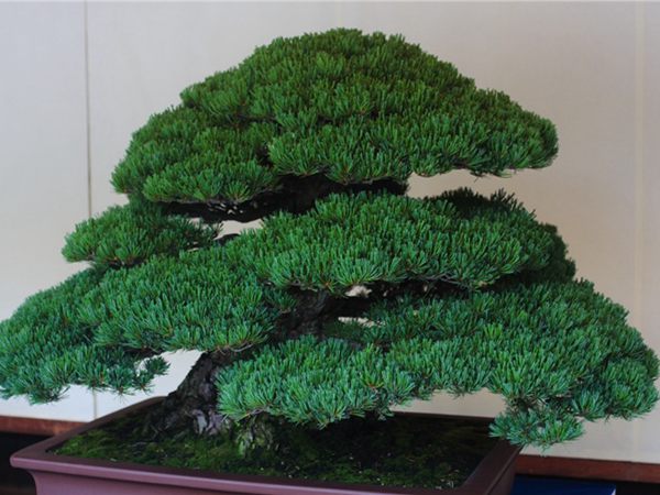 有著百變?cè)煨椭醯奈遽標(biāo)墒窃鯓訜挸傻?/><br/></div><p><strong>盆景的養(yǎng)護(hù)</strong><br/>(1）澆水<br/>盆土表面見干即澆透水。五針?biāo)上财赏粒膳柰灵L(zhǎng)濕不干。喜葉水，可常噴葉水。五針?biāo)上矟駶?rùn)空氣，夏、秋天氣干燥時(shí)，要進(jìn)行地面噴水，以增加小環(huán)境的空氣濕度。<br/>(z）施肥<br/>五針?biāo)刹幌泊蠓省夥剩┓蔬^(guò)多易傷根。在缺肥控水的情況下，可促其長(zhǎng)成蒼老的姿態(tài)。可在3-5月和9-11月，每月施淡肥水一次，6-8月不宜施肥。對(duì)幼樹可多施春肥，以加快生長(zhǎng)，對(duì)成樹可在秋季多施一些肥，以利保型和越冬需要。<br/>(3）修剪<br/>五針?biāo)尚藜糁饕钦浚刂粕L(zhǎng)，保持樹形美觀。一般在每年3-4月間，新芽伸長(zhǎng)而未成針前，可視情況摘掉部分芽。如頂芽過(guò)密，長(zhǎng)勢(shì)旺盛可以多摘，反之少摘，摘芽宜在晴天進(jìn)行，傷口易愈合。此外還要根據(jù)樹形美的需要來(lái)考慮適度修剪，剪去過(guò)密枝、弱枝、枯枝以及多余枝條。枝條剪除宜在秋后進(jìn)行，為防止傷口流脂，應(yīng)及時(shí)用蠟封口為好。<br/>(4)病蟲害防治<br/>五針?biāo)沙Ｒ娙~銹病、根腐病、煤污病，介殼蟲、蚜蟲、紅蜘蛛等為害，可于冬季噴灑30倍石硫合劑或用農(nóng)藥予以防治。同時(shí)要注意通氣透光，盆土不宜過(guò)濕，以利于防治病蟲害。<br/></p>
      </div>



      
    </article>
  </main>

</div>
<footer id=