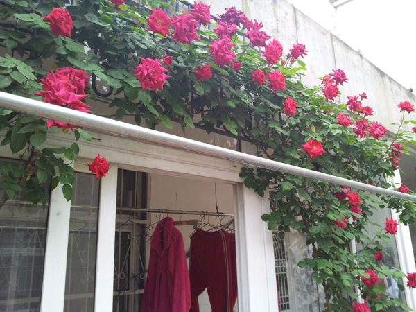 ‘御用馬車’(Etoile de Hollande，Climbing)