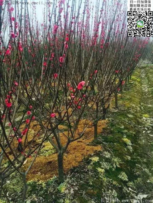 國內(nèi)數(shù)一數(shù)二紅梅花產(chǎn)地，你知道幾個(gè)