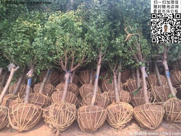 國內(nèi)數(shù)一數(shù)二紅梅花產(chǎn)地，你知道幾個(gè)