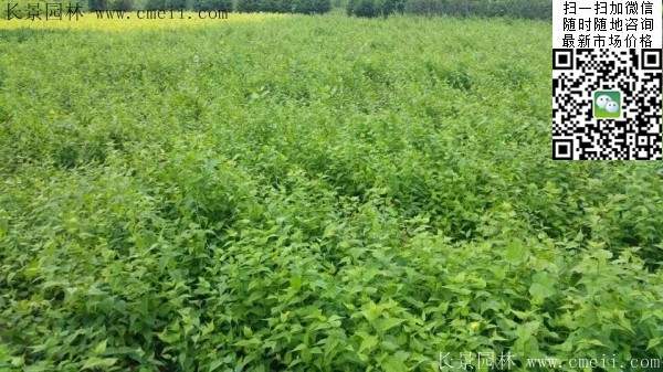 棣棠基地--長景園林 棣棠基地--長景園林