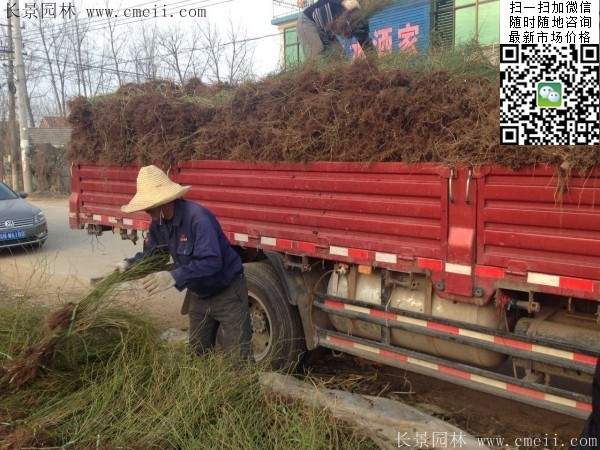 棣棠基地--長景園林 棣棠基地--長景園林