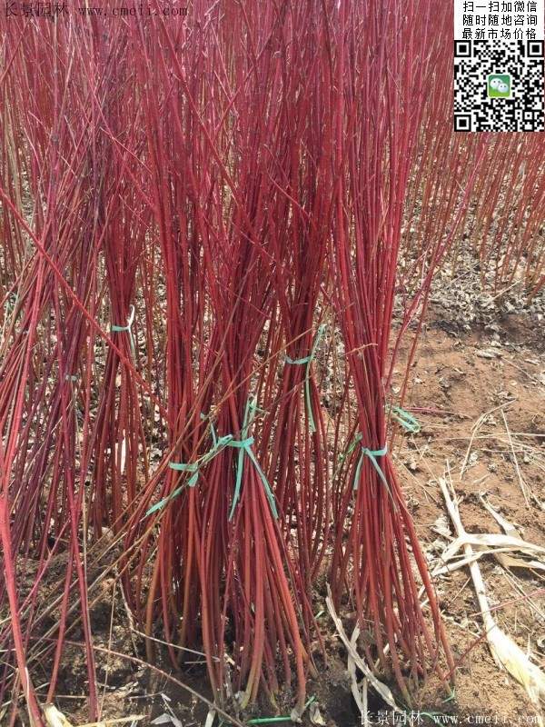 叢生紅瑞木 叢生紅瑞木