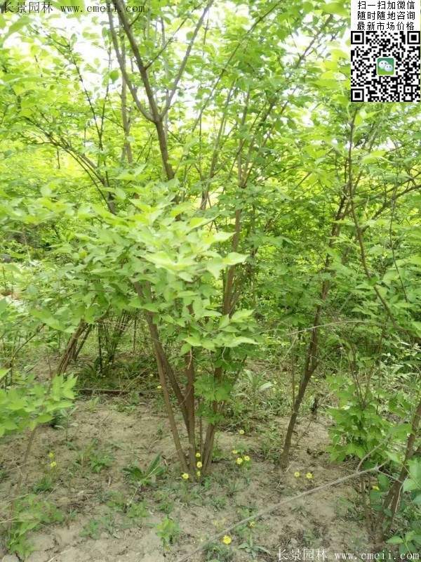 金銀木只要看一眼就迷上了,不信你就看看 金銀木只要看一眼就迷上了,不信你就看看