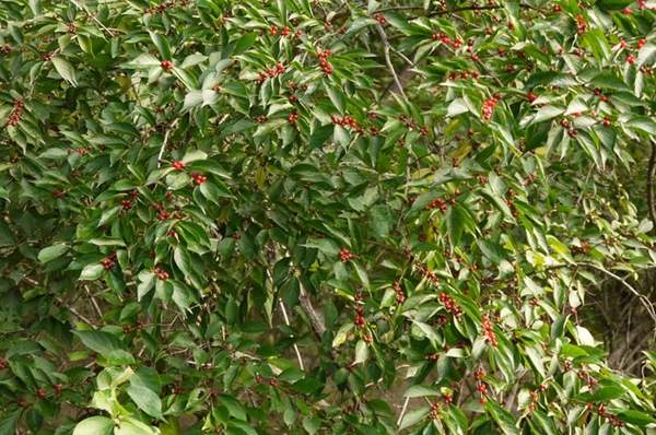 金銀木只要看一眼就迷上了,不信你就看看 金銀木只要看一眼就迷上了,不信你就看看