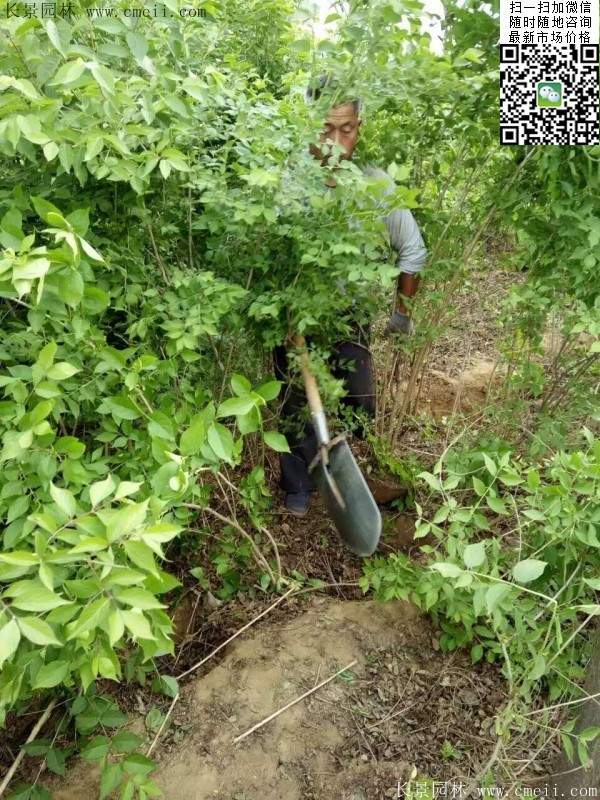 沭陽的金銀木 沭陽的金銀木