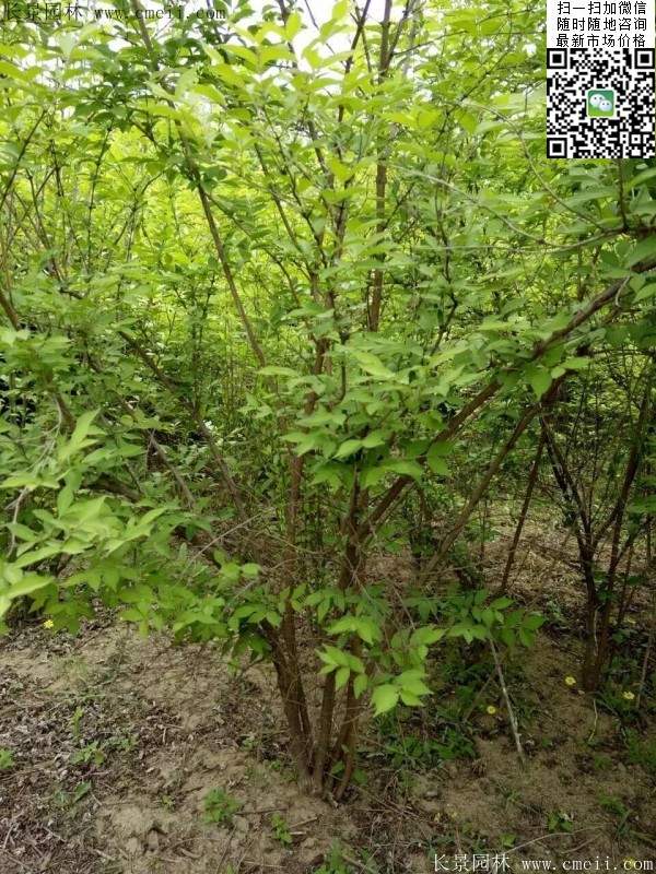 沭陽的金銀木 沭陽的金銀木