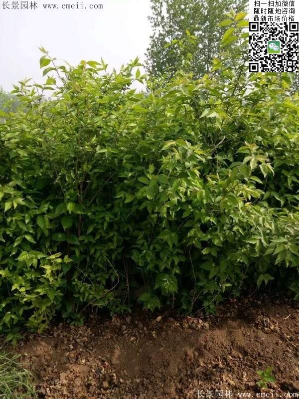 沭陽的金銀木 沭陽的金銀木