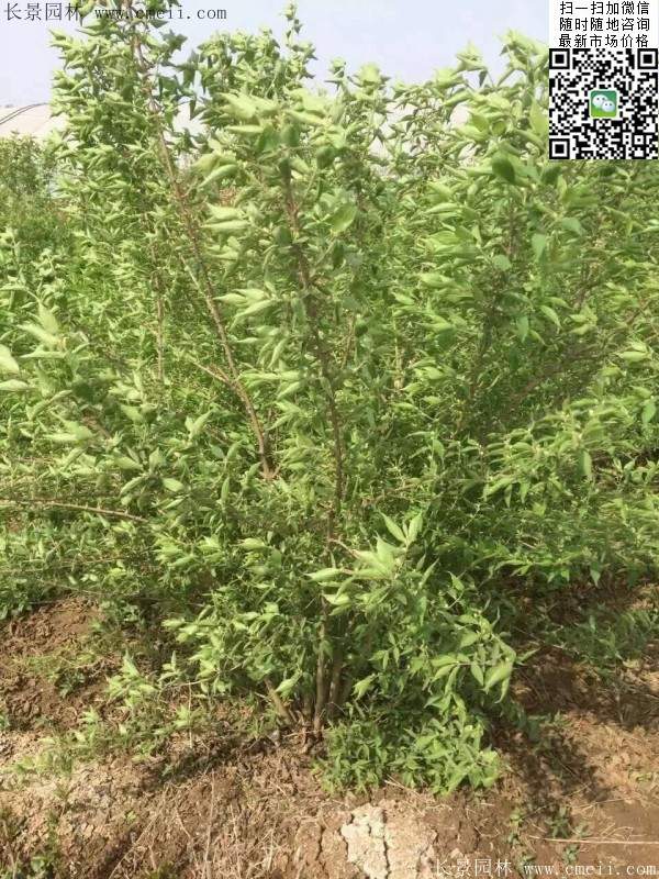 沭陽的金銀木 沭陽的金銀木