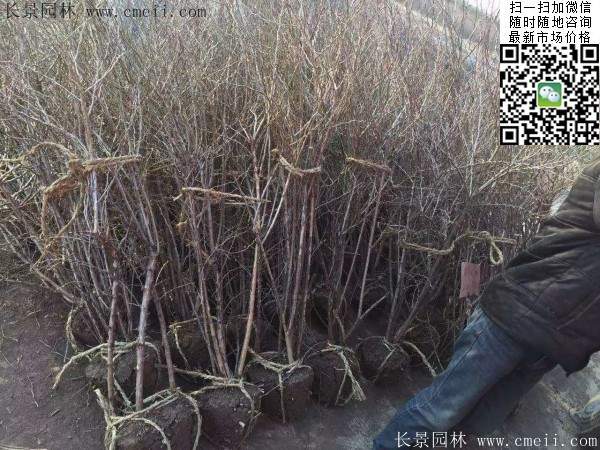 金銀木價格 金銀木價格