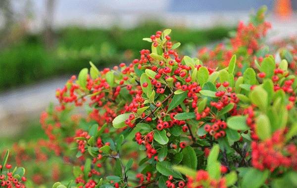 火棘苗--長景園林 火棘苗--長景園林