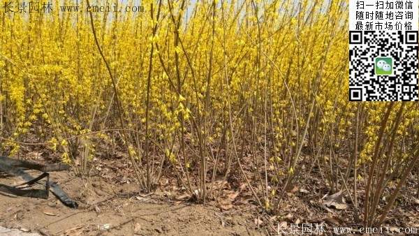 連翹--長景園林 連翹--長景園林