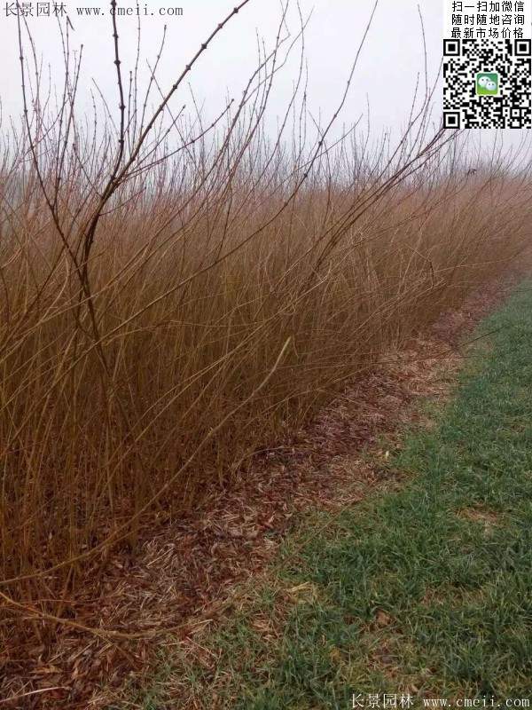 連翹--長景園林 連翹--長景園林